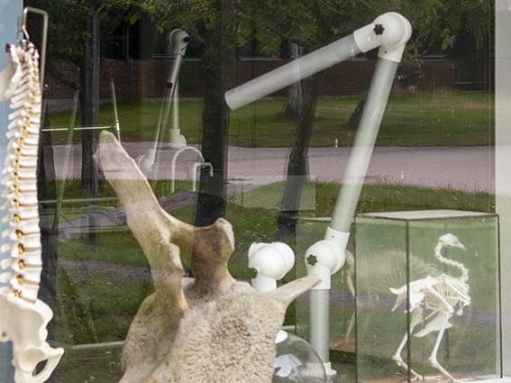 Gennemsigtig glasinstallation med hvide rør, knoglestruktur og skeletlignende figurer i en have.